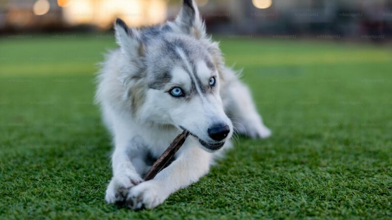 Best Breeds to Pair with Huskies