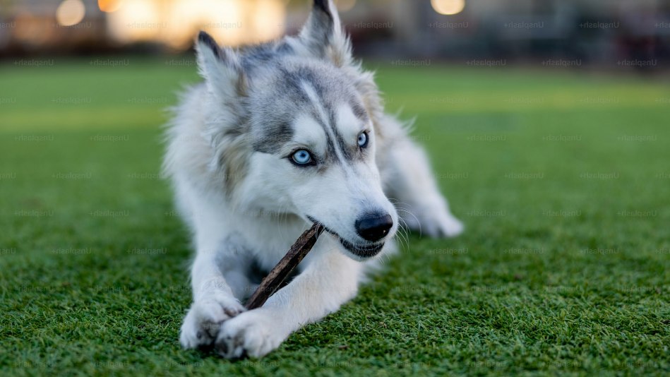 Best Breeds to Pair with Huskies