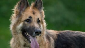 German Shepherd Smell